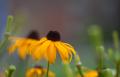 IMG_4606 black eyed susan profile